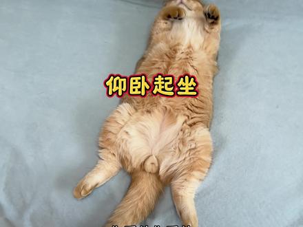 小猫咪仰卧起坐 #万物可爱计划 @抖音萌宠