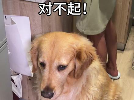 我藏起了爷爷的麻绳,它却固执拆回初心。#金毛与麻绳的故事 #爷爷手搓狗绳的意义 #世界破烂小狗可可爱爱 #金毛🐶 #diy牵引绳