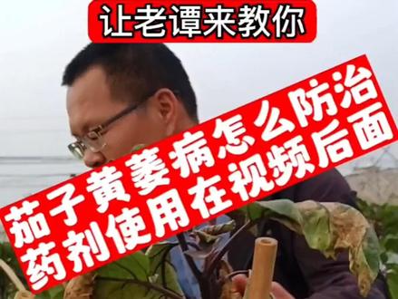 茄子黄萎病怎么预防和治疗呢?老谭的方法是物理和化学相结合,农药防治在视频后面一点,值得推广使用。#分享农业植保技术知识传播正能量 #蔬菜种植 #关注我每天为你分享更多农业知识 #抖音助农 #支持三农扶持三农发展#茄子 #黄萎病 #枯黄萎病 #病虫害防治