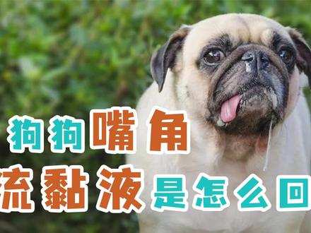 狗狗嘴角流黏液是怎么回事 #萌宠 #萌宠出道计划 #宠物知识
