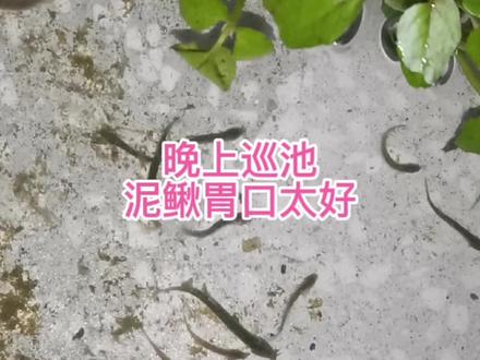 晚上巡池,泥鳅胃口太好了