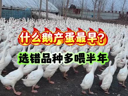 什么鹅产蛋最早?选错品种多喂半年 什么鹅产蛋最早?选错品种多喂半年。#养鹅人 #养鹅 #养鹅技术分享