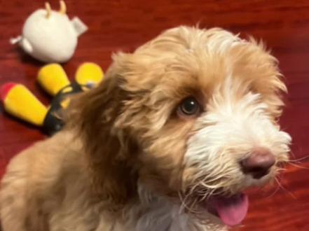 网红狗狗可卡布,性格与特点#训犬 #新手养狗 #可卡布 #狗狗上学 #宠物训练学校