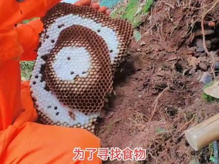 挖蜂最快的男人#无人机追马蜂 #金环虎头蜂 #户外找蜂 #蜂蛹美食 #诱蜂水