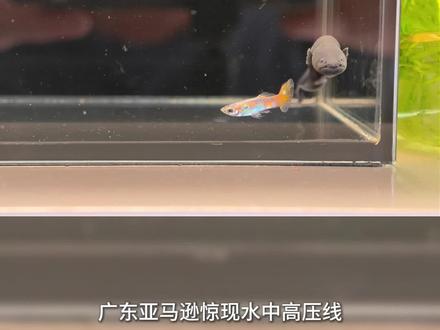 又来广州亚马逊捞免费的观赏鱼了,这次捞到了亚马逊最危险的动物——电鳗#逮鱼摸虾 #广州亚马逊 #观赏鱼 #外来物种 #野采
