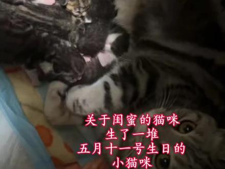 “当我得到了一只和入殓同一天生日的猫”@-安无倾- (审核你好我艾特的人是猫主人请不要取消共创)#猫崽 #哈基米 #小猫咪 #第五人格入殓师 #伊索卡尔