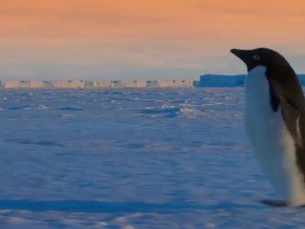 在南极的企鹅是怎么生活的,让我们一起了解一下 #小企鹅 #海洋 #保护动物 #鸟类