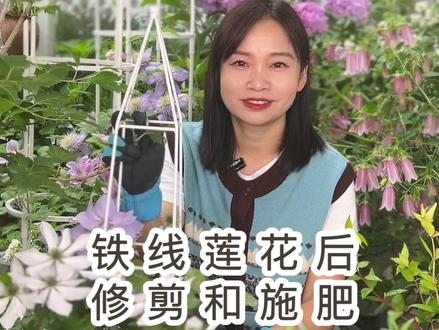 分享铁线莲花后怎样修剪和施肥。#爱生活爱养花 #好看的花一定要分享给你 #新农人计划2023 #养护小知识 #芥末花园