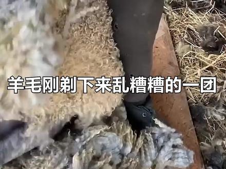 羊毛是如何纺织成纱线的?看完制作过程,简直太解压了 #羊毛 #纺织 #极度舒适 #解压 #抖音知识