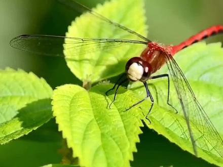 蜻蜓其实是一种凶残的食肉动物? #科普一下 #科普 #昆虫#蜻蜓 #生物