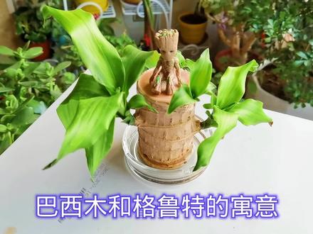 水培巴西木一定要买个格鲁特,看完你就知道了
