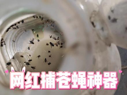 自制“捕蝇神器”简单易制作,废饮料瓶、油桶就可制作,详细讲解 #捕蝇神器 #捉苍蝇