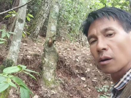 一般人都错过了,但我敢肯定有松茸#松茸