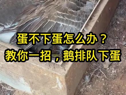 鹅不下蛋,我有小妙招#种鹅#养鹅人#鹅蛋#科学养鹅流程方案