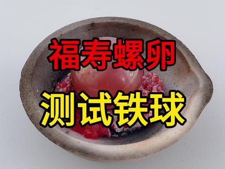 用一颗上千度的铁球,能否阻止有害生物福寿螺卵的孵化?#抖音商城 #福寿螺 #解压 #趣味实验 #科学