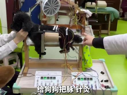 给狗狗把脉 针灸 是一种什么体验?