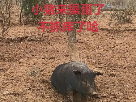 豁耳刀天天要我骑,还天天要挠痒痒,现在好了,小猪猪来搞事事情,被迫中止按摩营业😂😂😅#户外 #农村生活 #池州方言 #我的乡村生活 #记录真实生活