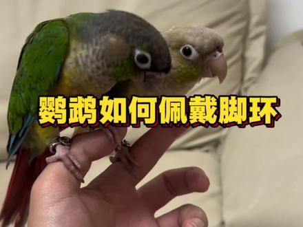如何轻松的给鹦鹉带上脚环,看完你也会#养鹦鹉入门教学 #创作者中心 #创作灵感 #小太阳鹦鹉 #鹦鹉