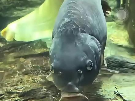 巨骨舌鱼炸鳞陨落!刀哥竟惨遭三条铅笔打压,结局却是万万没想到!#刀哥 #刀疤鲤 #铅笔#巨骨舌鱼 #养鱼人