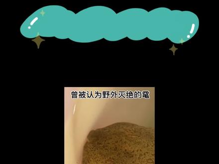 广东潮州发现罕见水中大熊猫,古老爬行动物“鼋”,全国仅剩13只 #科普 #冷知识 #鼋 #大鼋 #鳖 #赶海