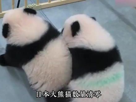 没关系啊日本民众 想看大熊猫就来中国看wzy#大熊猫 #日本 #春节 #国宝 #旅日熊猫