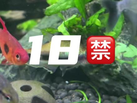 我愿称蓝国王“最强灯鱼”🐟 #热带鱼 #帝王灯鱼 #蓝国王灯 #养鱼日记