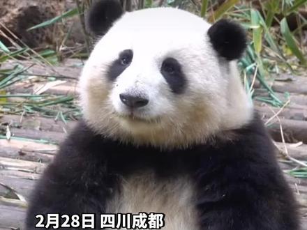 高颜值大熊猫“花花”走红,被开玩笑称还有另一个名字“果赖”