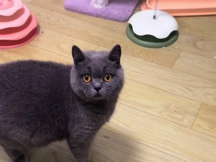 蛋蛋的孩子快出生了#记录猫咪日常 #待产孕猫 #蓝猫