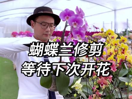 蝴蝶兰这样修剪,过不了多久又会开满花枝#蝴蝶兰 #蝴蝶兰修剪 #蝴蝶兰换盆