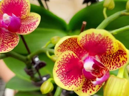 #蝴蝶兰 #花卉绿植 #盆栽绿植 #室内绿植 可爱的小猴子蝴蝶兰上线了,矮珠,蜡质,颜色艳丽,花期长,是妥妥的懒人花卉~