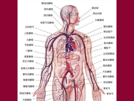 医学科普:心内科医师办公室墙上必挂的一张高清人体血管分布图!#医学科普