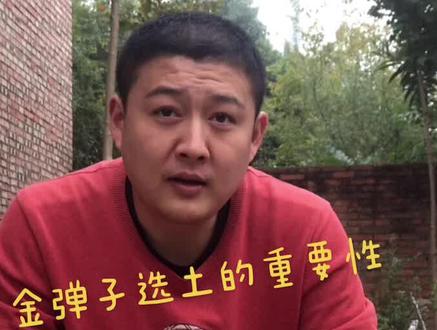 金弹子选土决定了它的存活率!#金弹子#金弹子养护