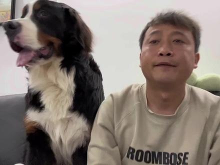 接触过伯恩山的同行评论区聊聊你的看法。#伯恩山犬 #城市禁养大型犬