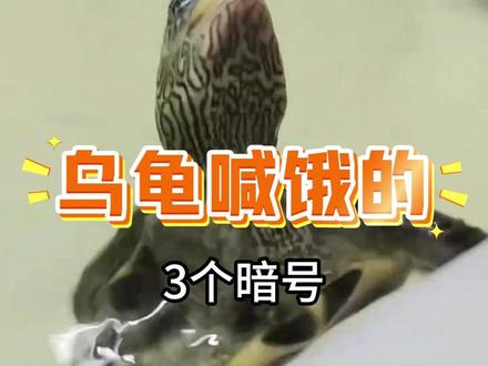 乌龟喊饿的信号 #养龟日常 #乌龟喂食 #养龟知识 #龟龟🐢 #乌龟