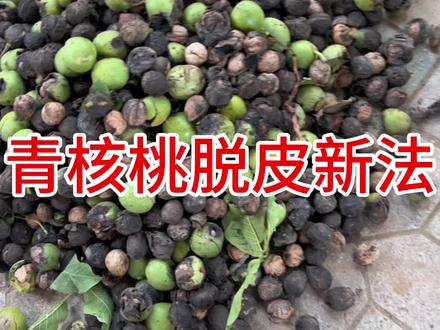 青核桃脱皮新法#新鲜核桃 #丰收的季节硕果累累 #农村生活 #原创作品