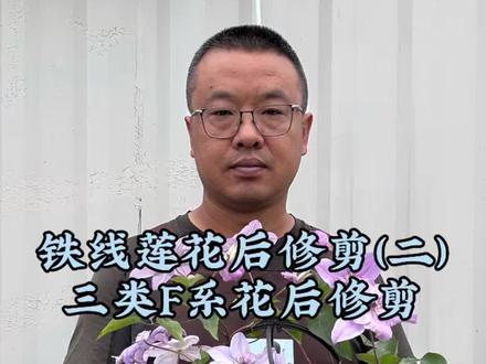 铁线莲花后修剪之二F系花后修剪 三类F系花后修剪教程#铁线莲 #铁线莲养护 #铁线莲修剪 #铁线莲花后修剪