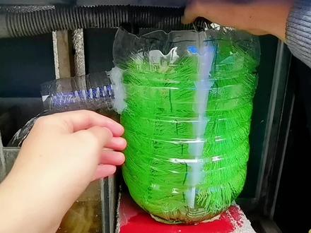 用矿泉水瓶打造不用电的鱼缸马桶,自动收集鱼便一键排空 #变废为宝 #养鱼日常 #鱼缸过滤 #鱼马桶 #diy