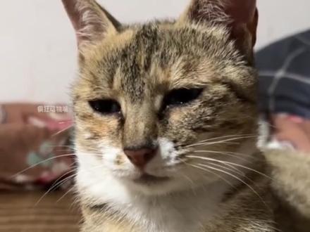 只因能和动物们无障碍沟通,她被称为万妖女王,大咪则是她的灵兽