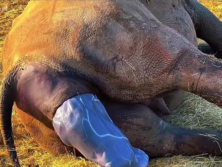 被锯掉犀角,却是对它们最好的保护#动物科普 #犀牛 #动物世界 #青年创作者成长计划