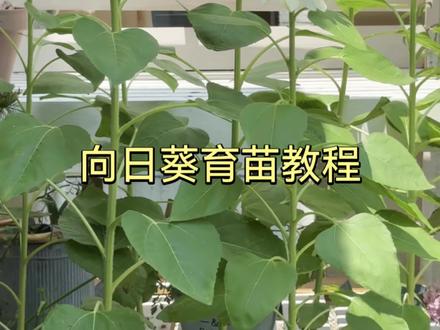 又到了向日葵播种的季节🌻🌻🌻 #养花我是认真的 #向日葵 #养花人的乐趣 #记录真实生活 #抖音邀你来赏花