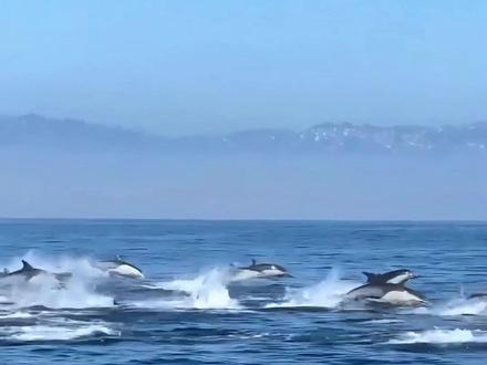 拒绝动物表演、但拒绝不了动物硬要表演, 海豚是自由 #海豚 #热门 #旅行推荐官 #治愈系风景 #抖音看世界