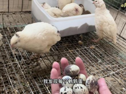 我孵出的白沙维鹌鹑下蛋啦,带大家看一下它们的成长过程吧#人工孵化 #白沙维 #孵蛋