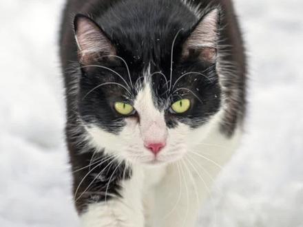 #猫咪 #猫科动物 #科普 #宠物知识 #猫咪行为学 猫咪为什么怕冷?