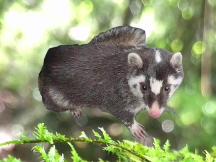 鼬獾白面狸大齿鼬獾习性#野猪 #鼬獾 #动物科普 #动物