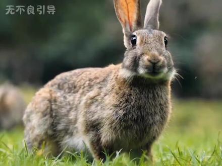 实验兔的心声#科普 #涨知识 #兔子