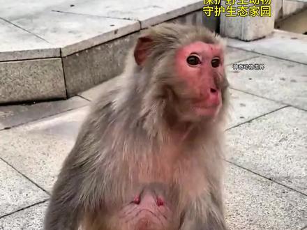 母猴制作猴绳 #神奇动物在抖音