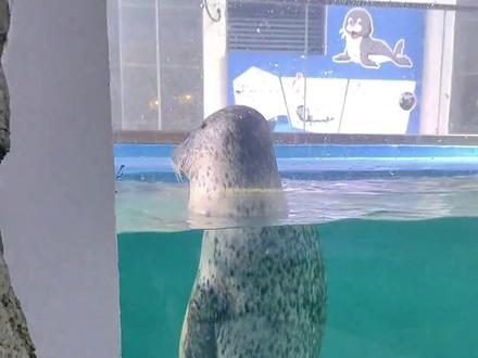 有网友问我斑海豹为什么会站在水里 #动物世界 #动物科普 #海豹