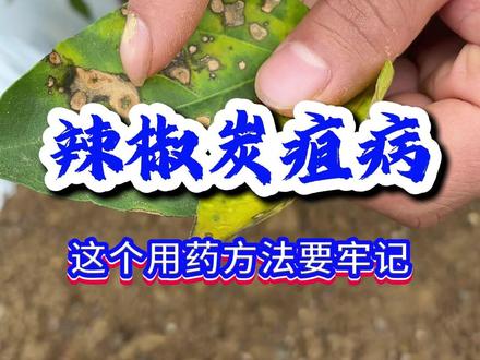 辣椒炭疽病,这个用药方案要牢记! #农业种植 #辣椒种植 #辣椒种植技术