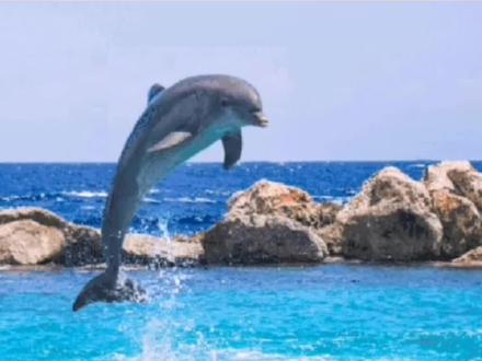 #简笔画教程 #一起学画画 海豚,最聪明的海洋动物@DOU+小助手 #零基础学画画 #手绘