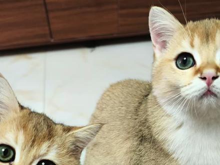 天气好冷赶紧回家了#萌宠 #猫咪#唱喵喵歌的还得是我家咪 #这个猫猫怪好可爱 #声控猫怎么掉帧了